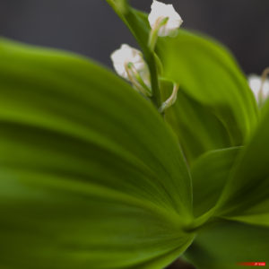 Lily of the valley 2105-05